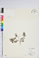 藏品(高山白珠樹)的圖片