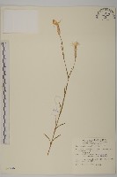 藏品(臺灣瞿麥)的圖片