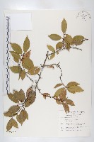 藏品(藤胡頹子)的圖片