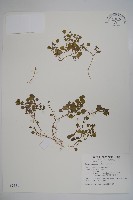 藏品(山桔梗)的圖片