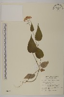 藏品(臺灣山白蘭)的圖片