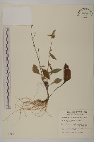 藏品(黃金珠)的圖片