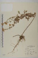 藏品(阿里山油菊)的圖片