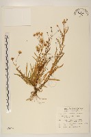 藏品(玉山飛蓬)的圖片