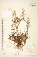 藏品(台東黃菀)的圖片