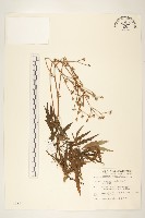 藏品(玉山黃菀)的圖片