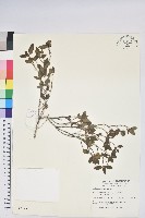 藏品(紅毛杜鵑)的圖片