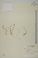 藏品(玉山卷耳)的圖片