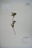藏品(阿里山忍冬、漸尖葉忍冬)的圖片