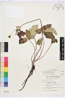 藏品(小白頭翁、野棉花)的圖片