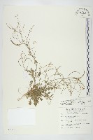 藏品(玉山筷子芥)的圖片