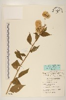 藏品(小舌菊、蔓綿菜)的圖片
