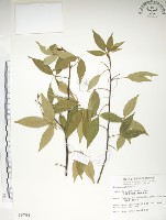 藏品(飛龍掌血)的圖片