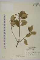 藏品(厚葉衛矛, 源一木)的圖片