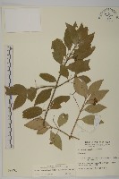 藏品(厚葉衛矛, 源一木)的圖片