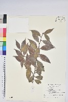 藏品(珍珠花、長尾葉越橘)的圖片