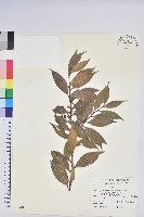 藏品(珍珠花、長尾葉越橘)的圖片