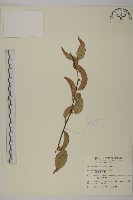 藏品(南華南蛇藤，青江藤)的圖片