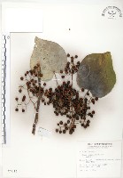 藏品(山桐子)的圖片