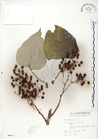 藏品(山桐子)的圖片