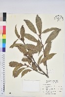 藏品(青剛櫟、鐵椆)的圖片