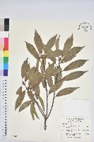 藏品(青剛櫟、鐵椆)的圖片