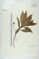 藏品(杜英、山杜英、蘭嶼杜英)的圖片