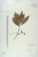 藏品(杜英、山杜英、蘭嶼杜英)的圖片