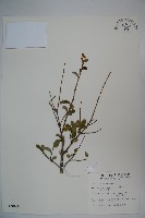 藏品(追分忍冬)的圖片