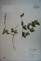 藏品(無梗忍冬)的圖片