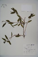 藏品(阿里山忍冬、漸尖葉忍冬)的圖片