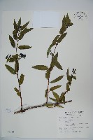 藏品(阿里山忍冬、漸尖葉忍冬)的圖片