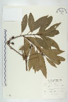 藏品(杜英、山杜英、蘭嶼杜英)的圖片