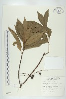 藏品(杜英、山杜英、蘭嶼杜英)的圖片