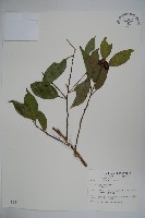 藏品(臺灣糊樗)的圖片