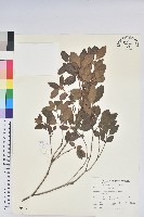 藏品(馬銀花)的圖片