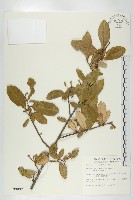 藏品(臺灣胡頹子)的圖片