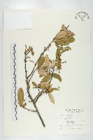 藏品(臺灣胡頹子)的圖片