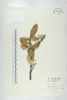 藏品(臺灣胡頹子)的圖片