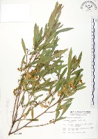 藏品(車桑子)的圖片