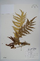 藏品(阿里山十大功勞)的圖片