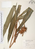 藏品(普萊氏月桃、短穗山姜)的圖片