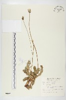 藏品(貓兒菊)的圖片