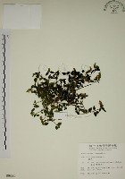 藏品(爵床)的圖片