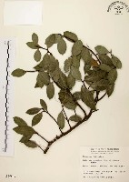 藏品(盤龍木、牛筋藤)的圖片