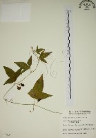 藏品(三角葉西番蓮)的圖片