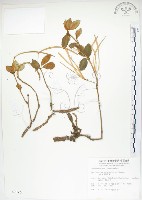 藏品(石吊蘭、吊石苣苔)的圖片