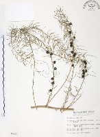 藏品(天門冬)的圖片