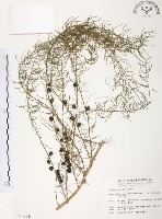 藏品(天門冬)的圖片