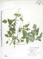 藏品(臺灣黃菫)的圖片